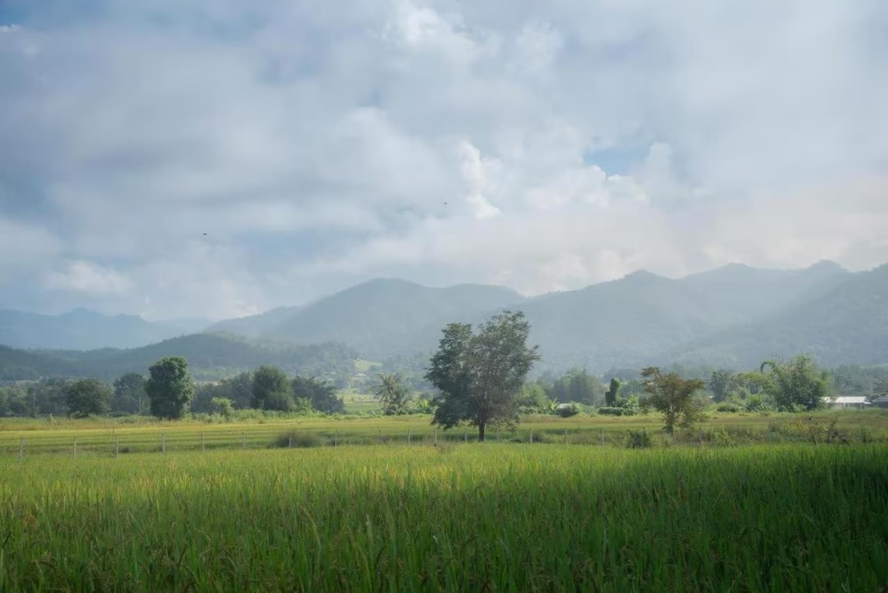 Camp View Mountain, Pai — green rice fields with a lone tree and layered mountain range under big open skies, the view from the tent