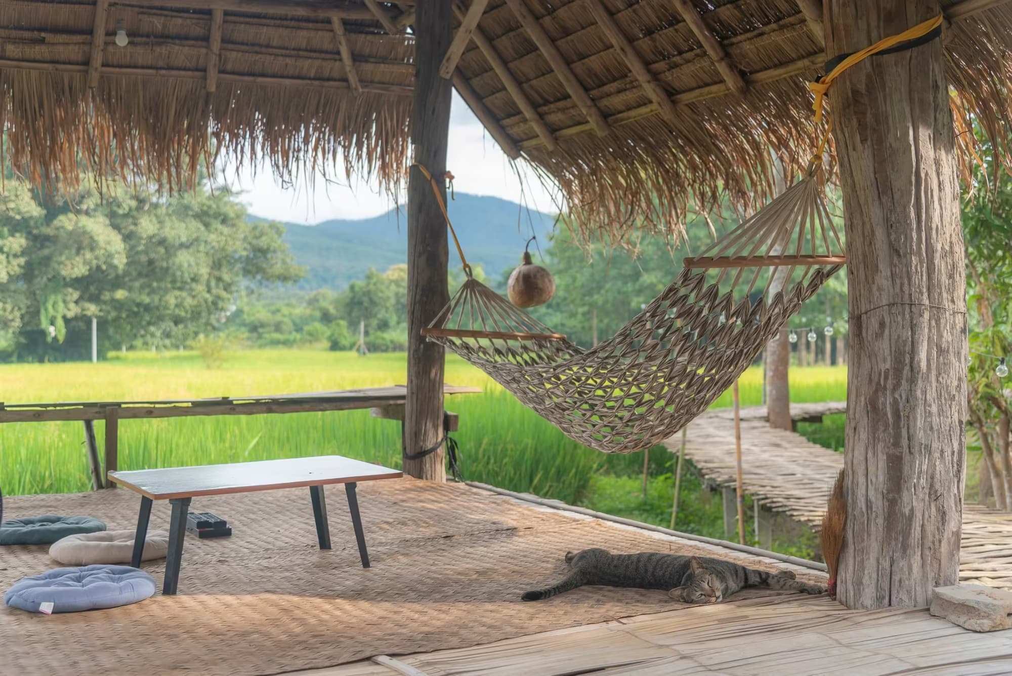 Paddy Fields Haven at Paddy Fields Haven in Pai — resident cat