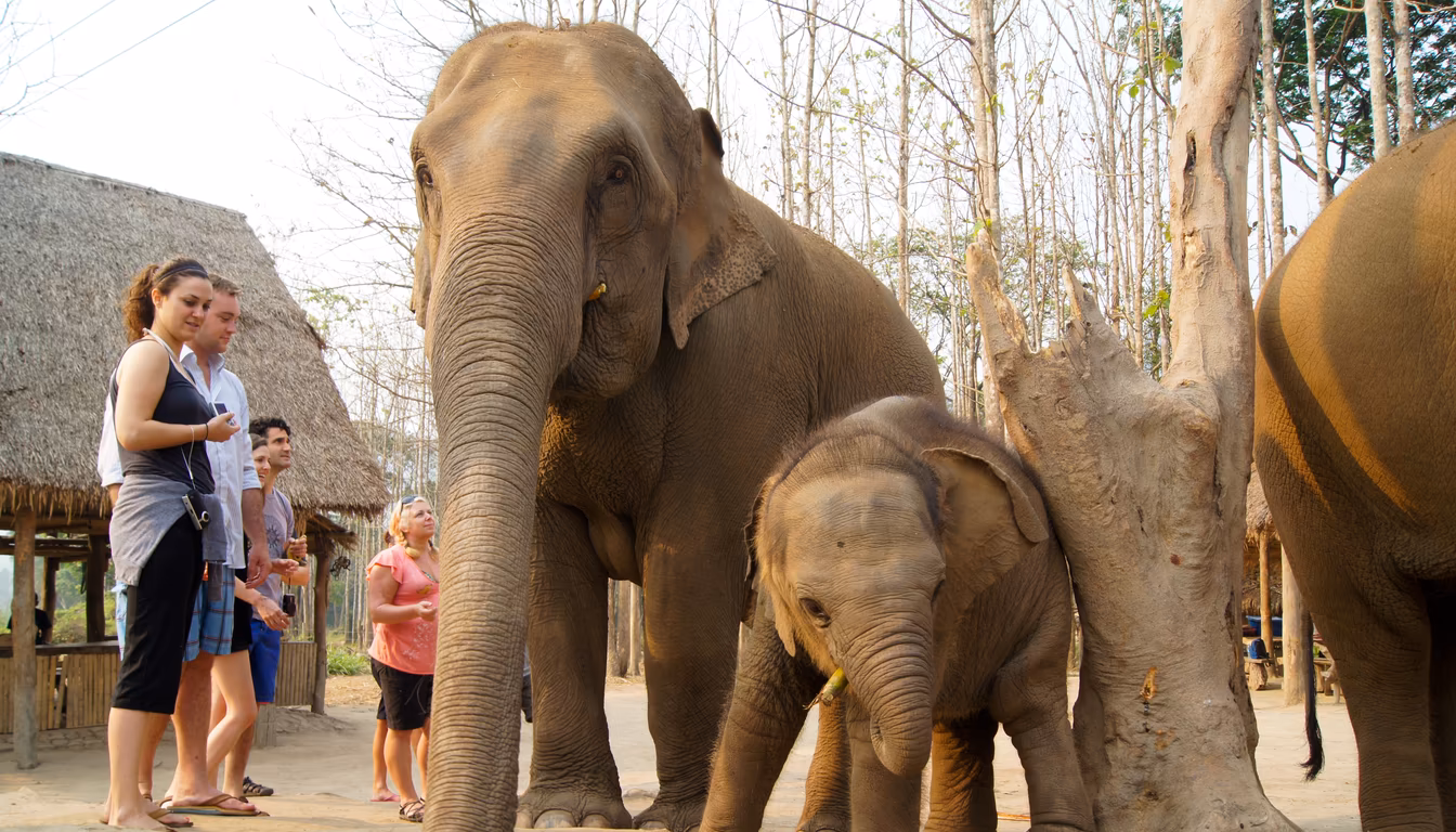 Ethical Elephant Sanctuary in Pai: Honest Guide